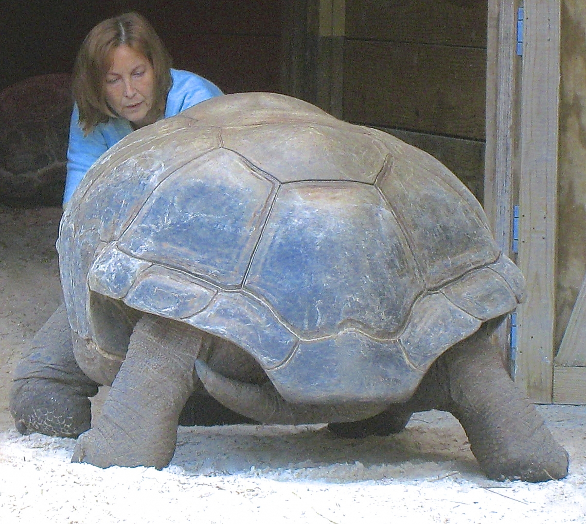 ALDABRA BREEDER