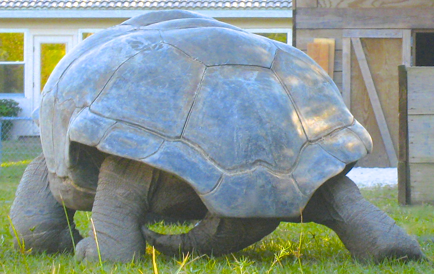 ALDABRA BREEDER