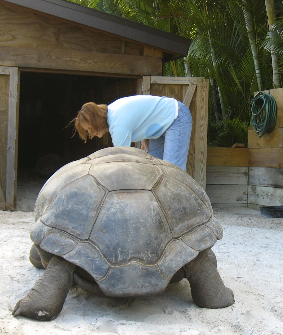 ALDABRA BREEDER