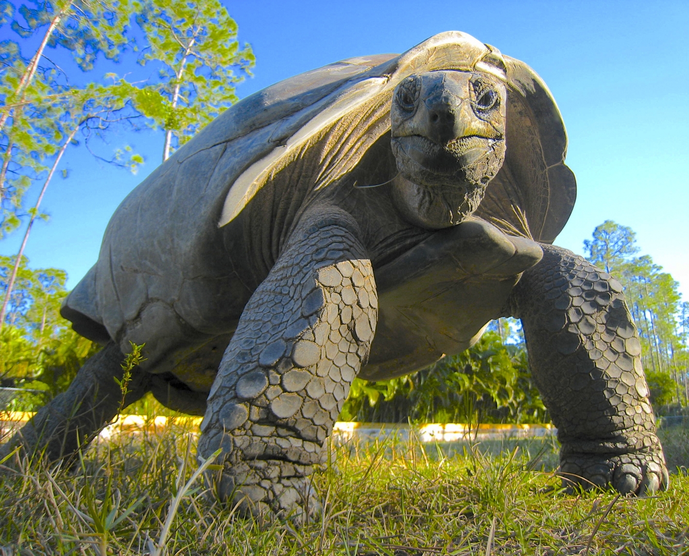 ALDABRA BREEDER