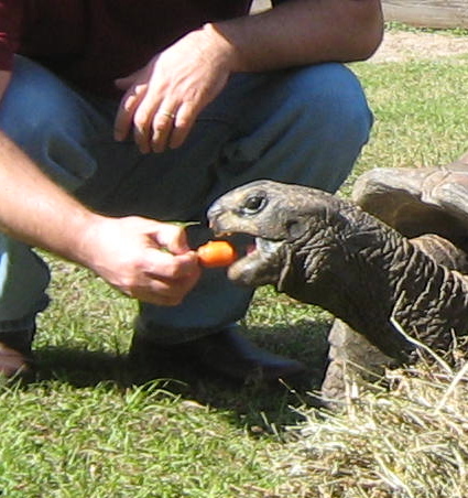 ALDABRA BREEDER