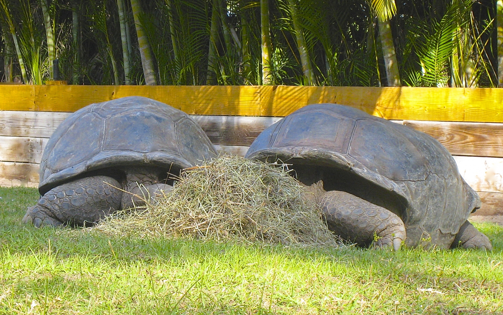 ALDABRA BREEDER