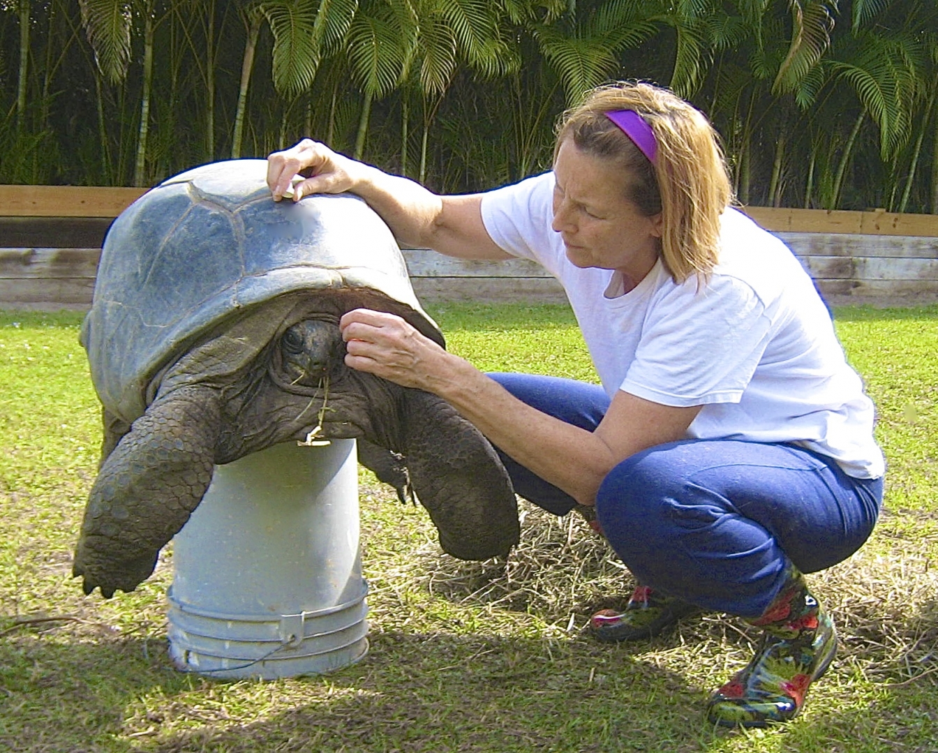 ALDABRA BREEDER