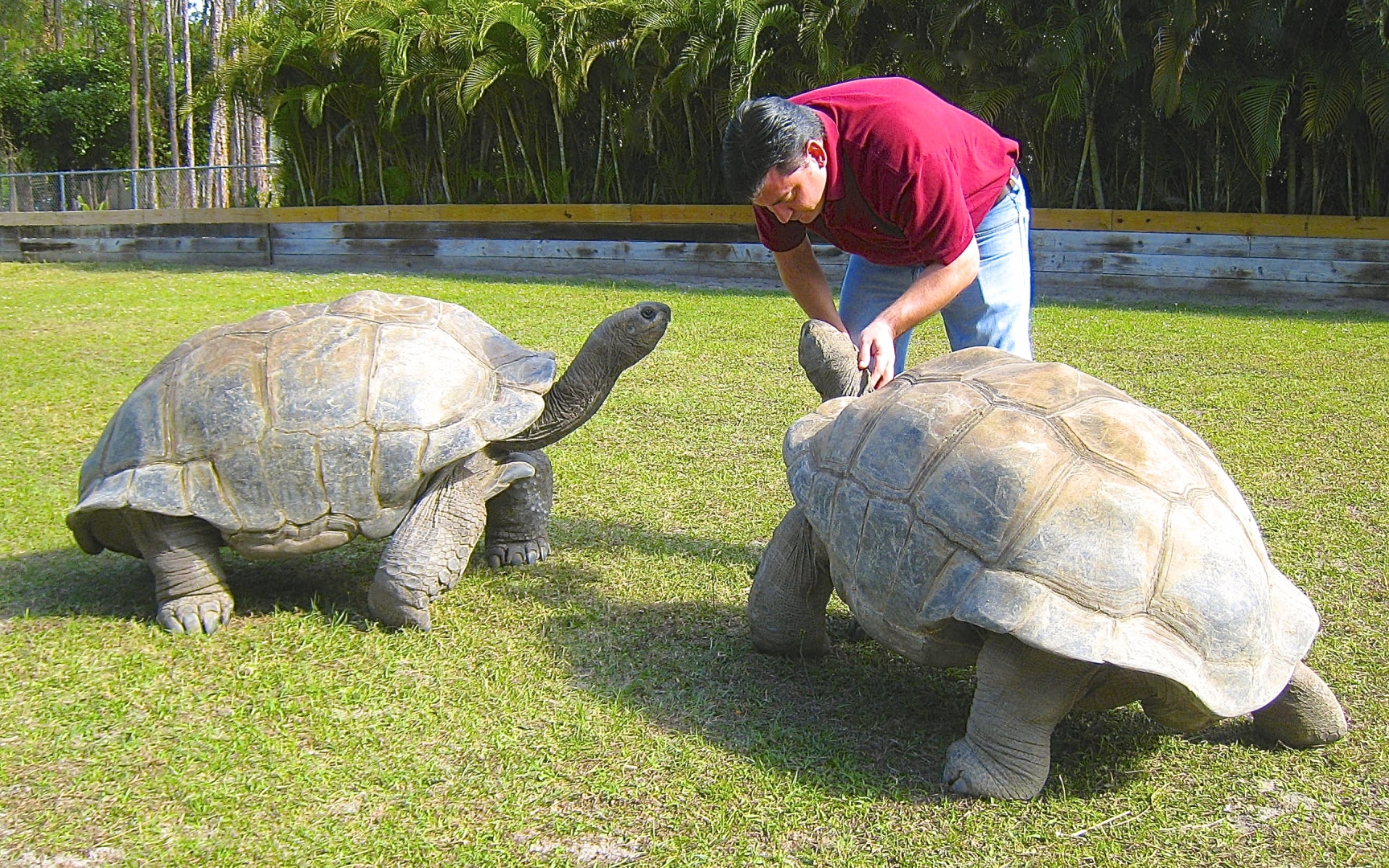 ALDABRA BREEDER