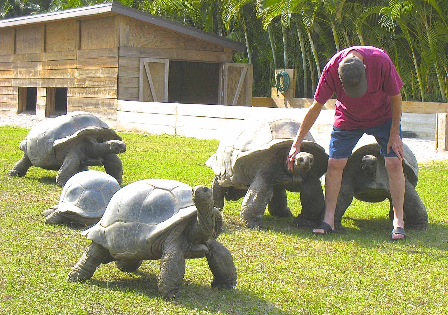 ALDABRA BREEDER