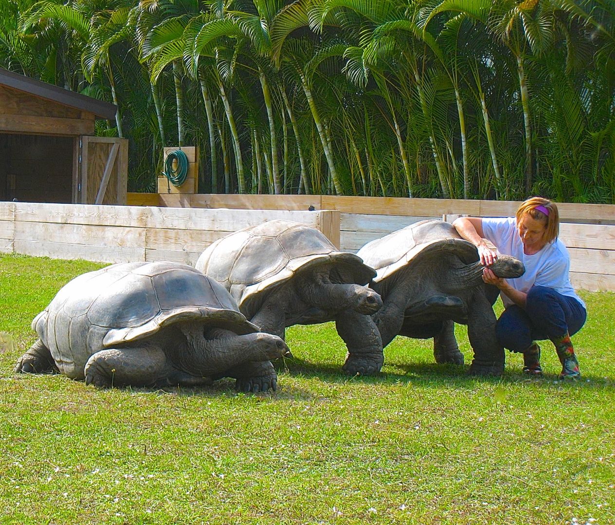 ALDABRA BREEDER