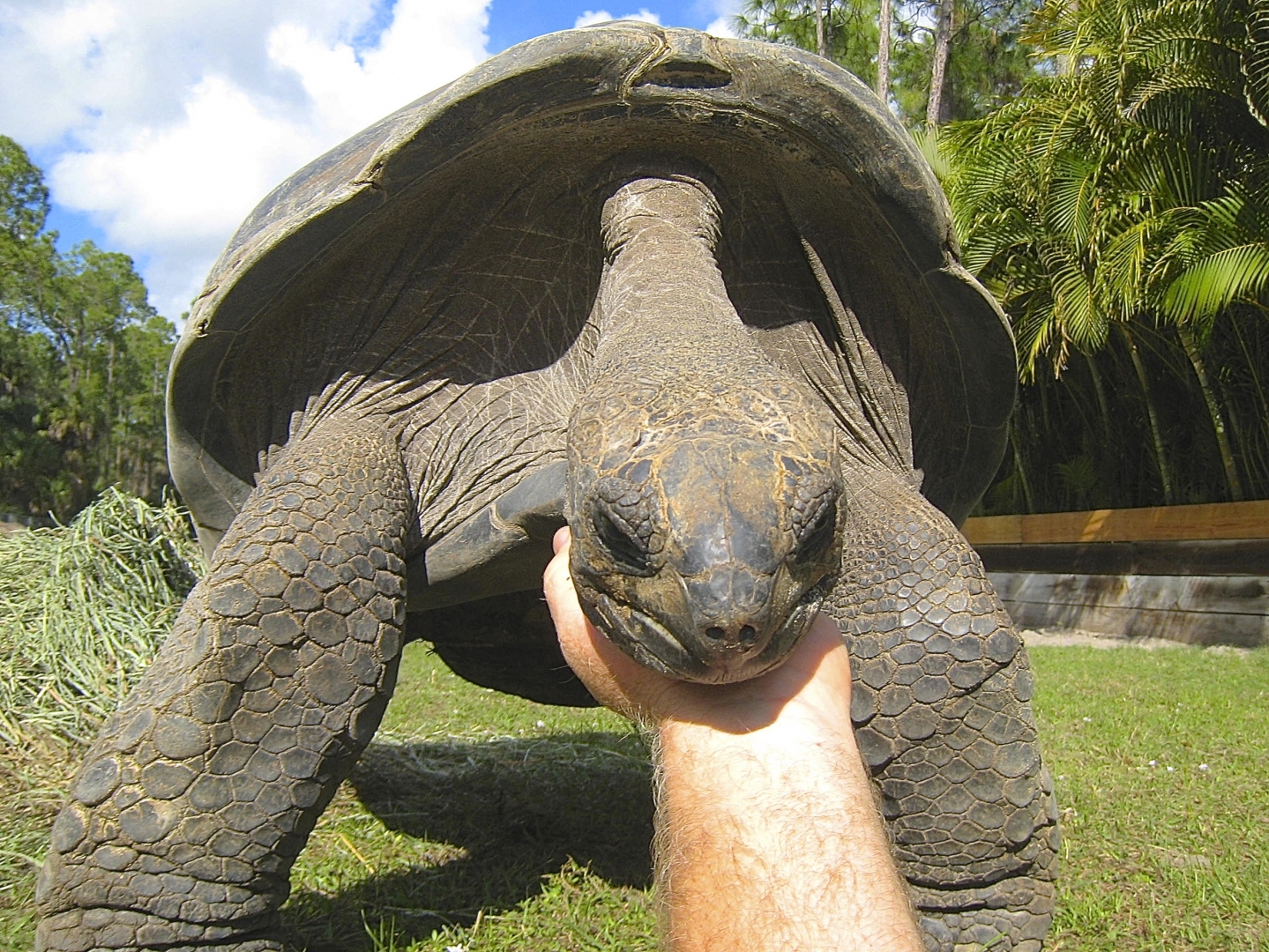 ALDABRA BREEDER
