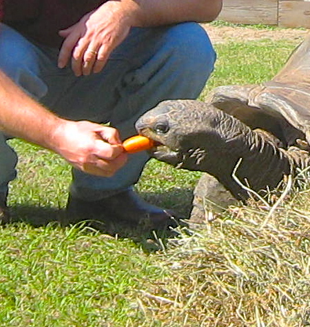 ALDABRA BREEDER