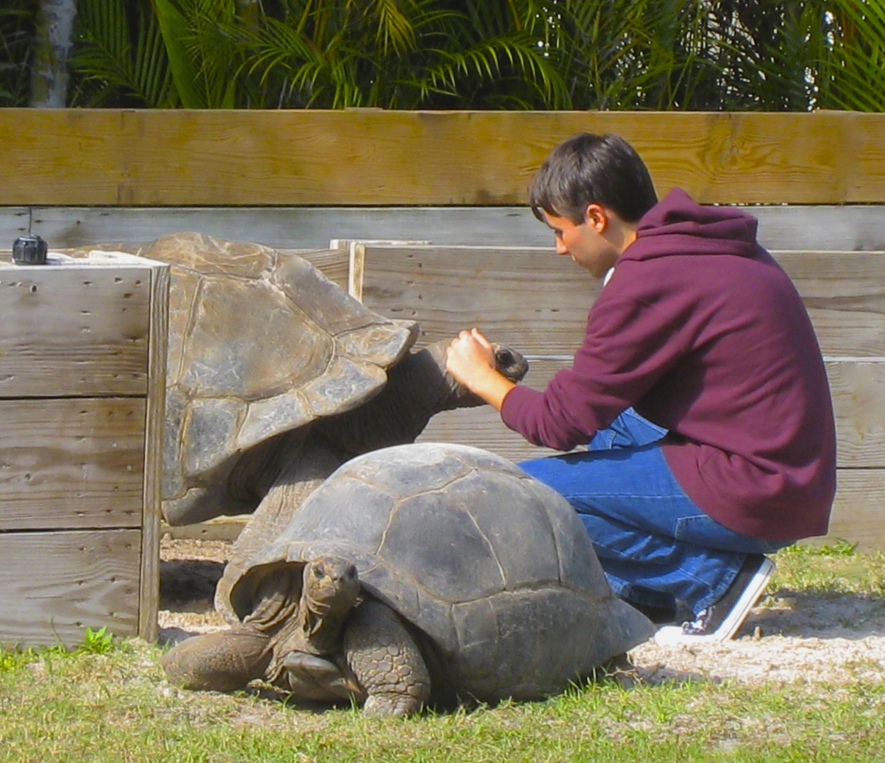 ALDABRA BREEDER