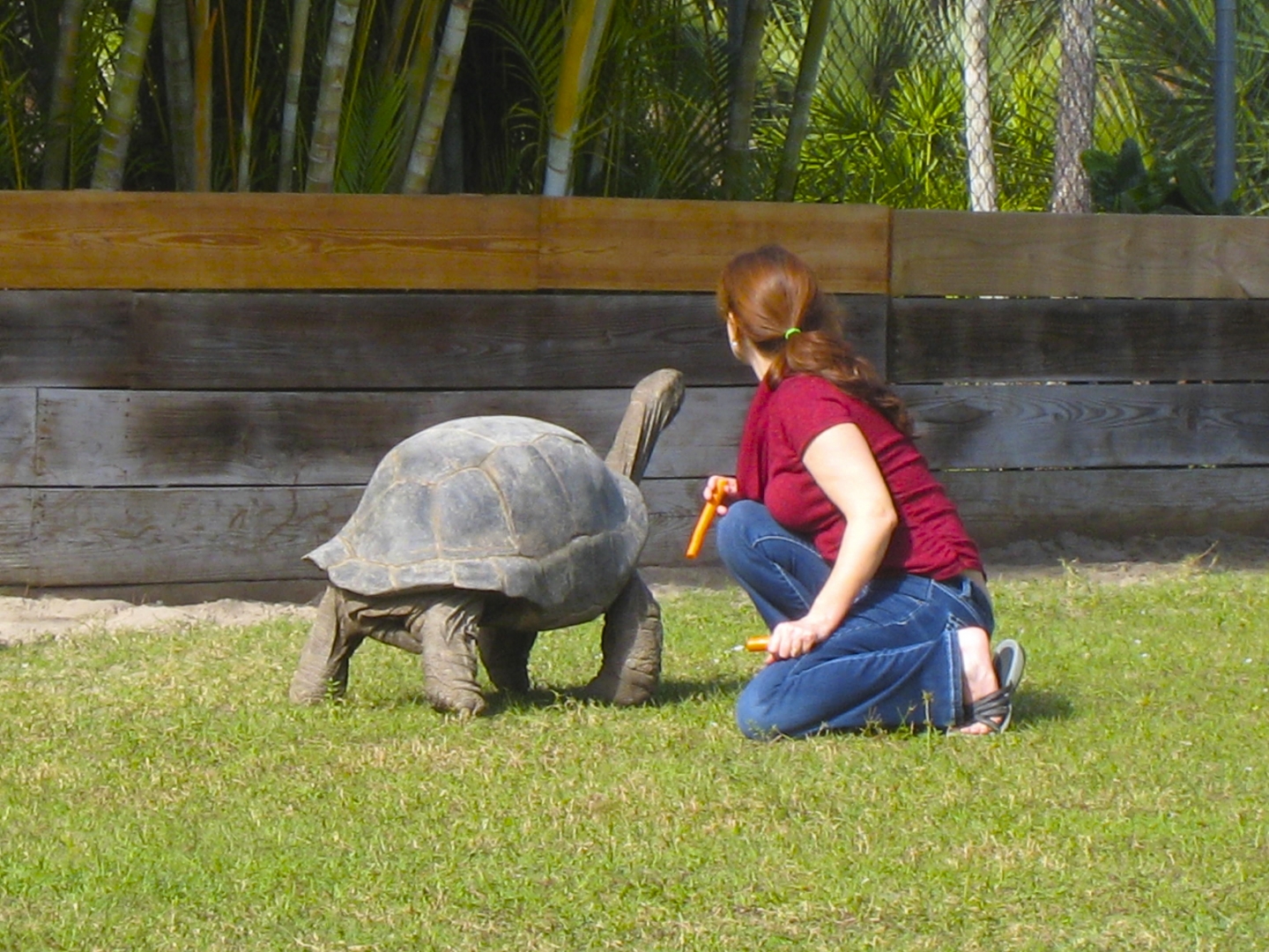 ALDABRA BREEDER