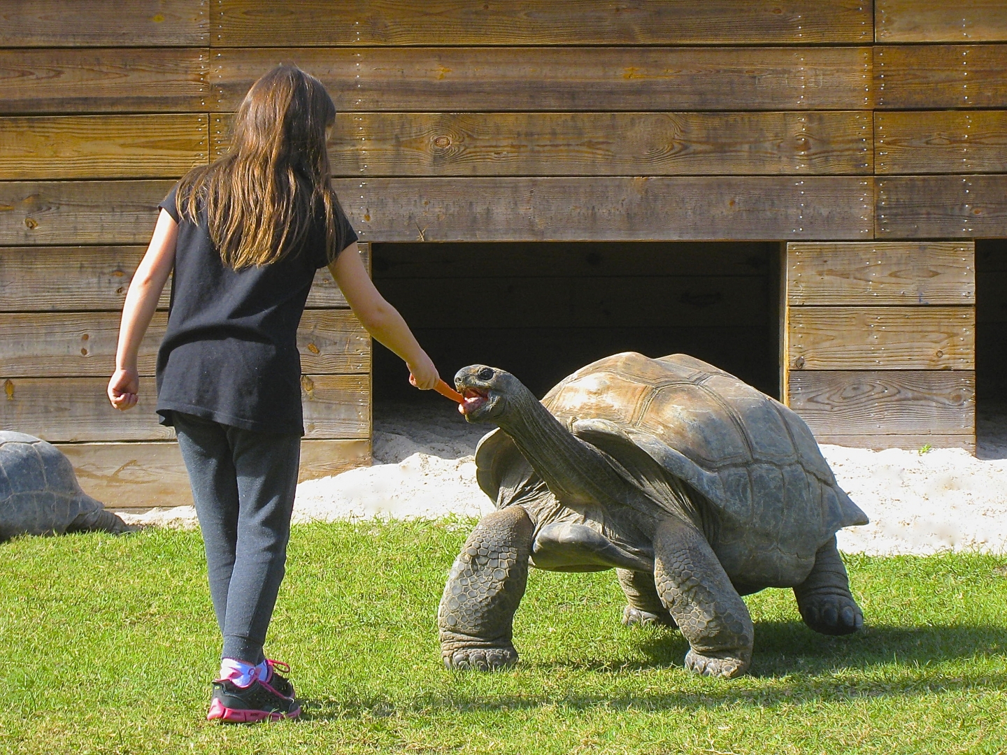ALDABRA BREEDER