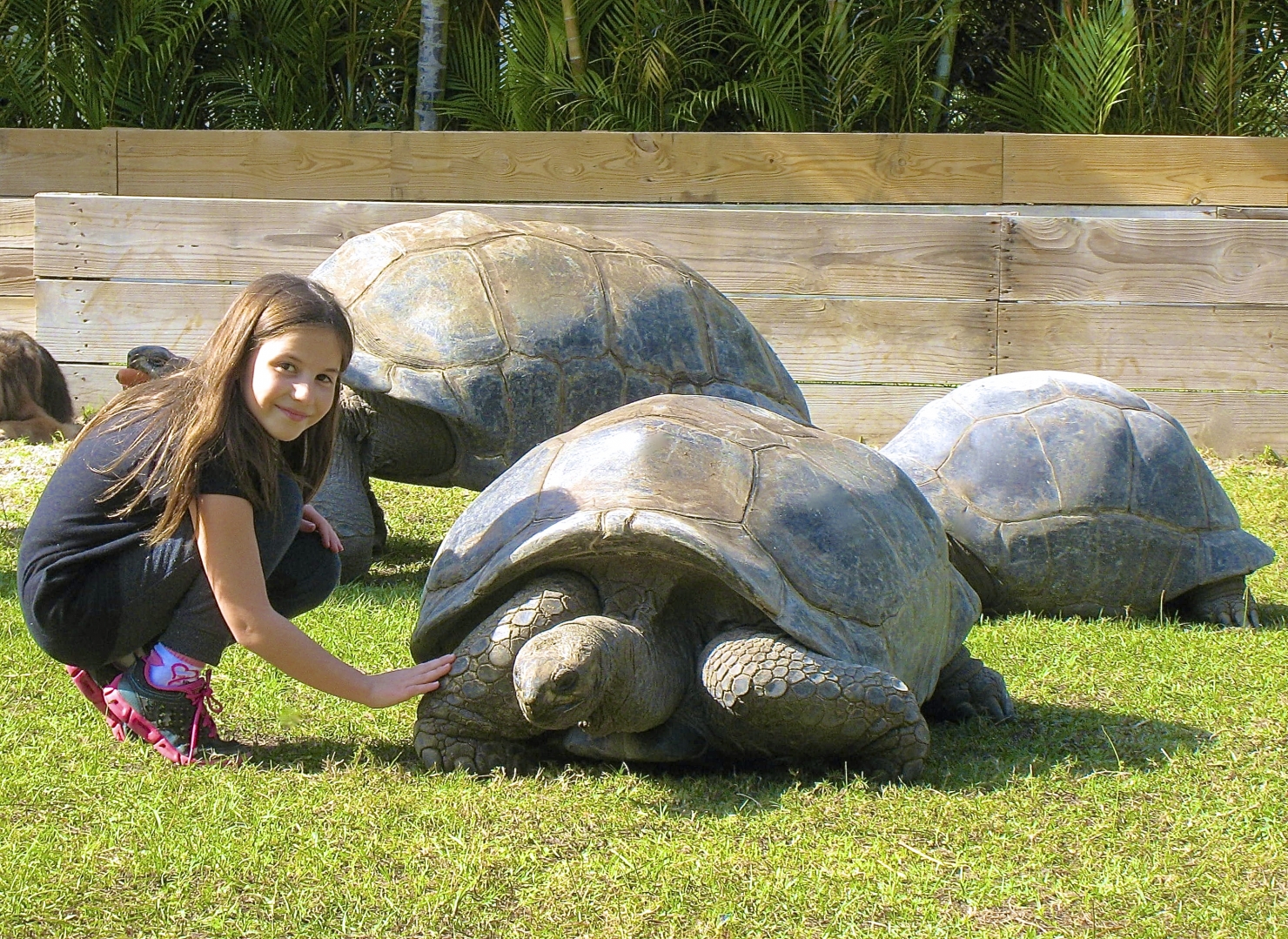 ALDABRA BREEDER