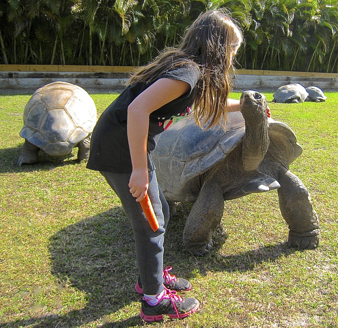 ALDABRA BREEDER