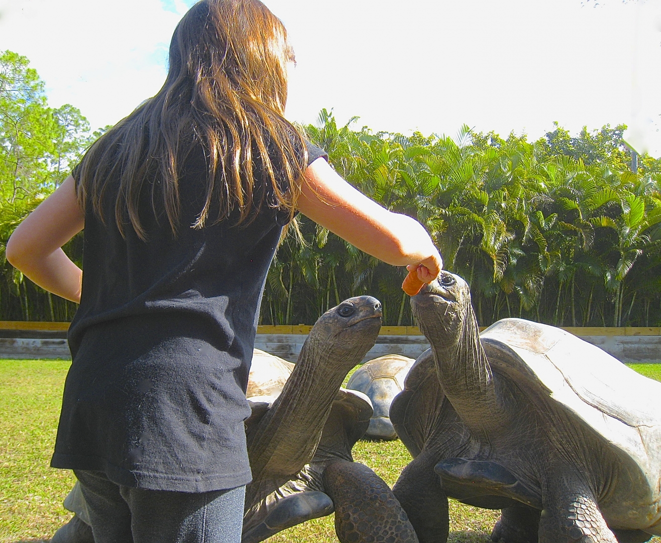 ALDABRA BREEDER