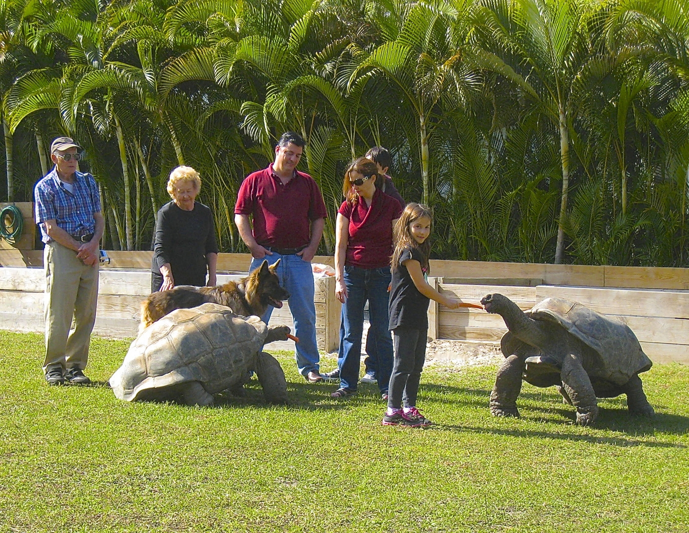 ALDABRA BREEDER