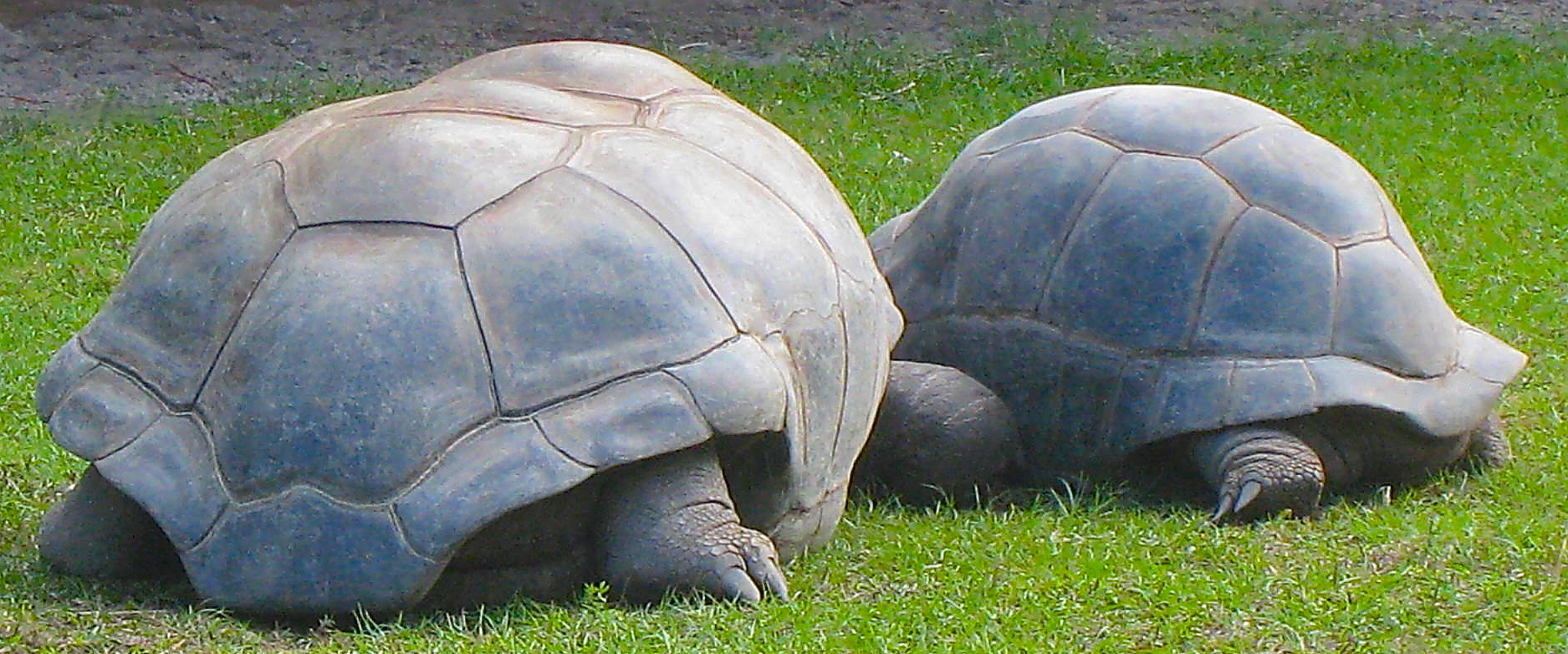 ALDABRA BREEDER