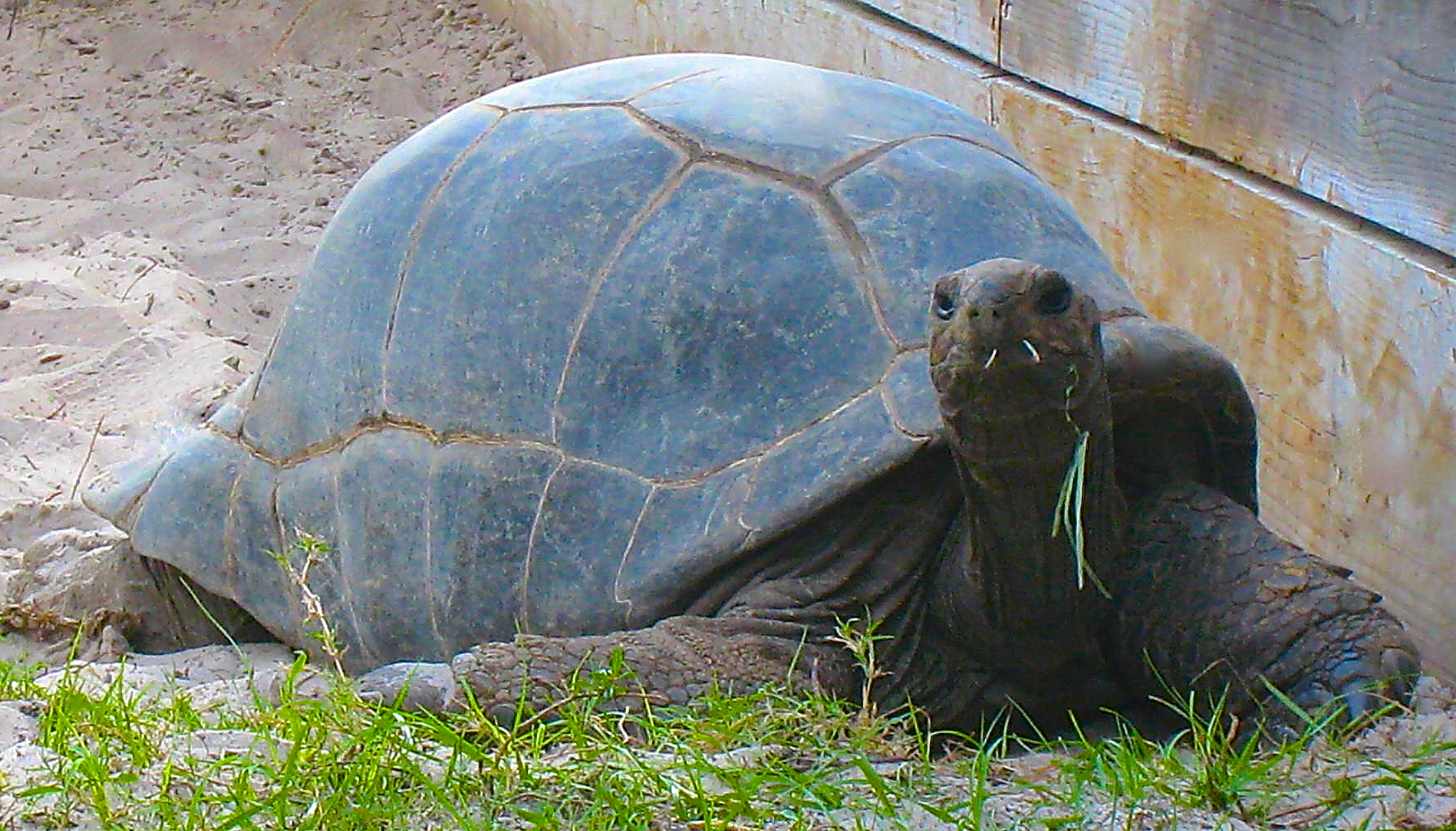 ALDABRA BREEDER