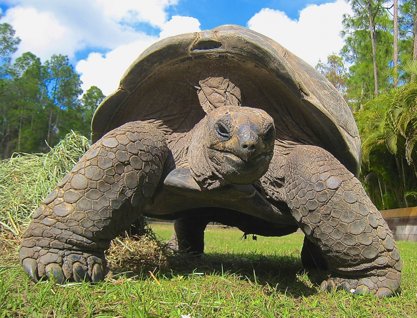 ALDABRA BREEDER