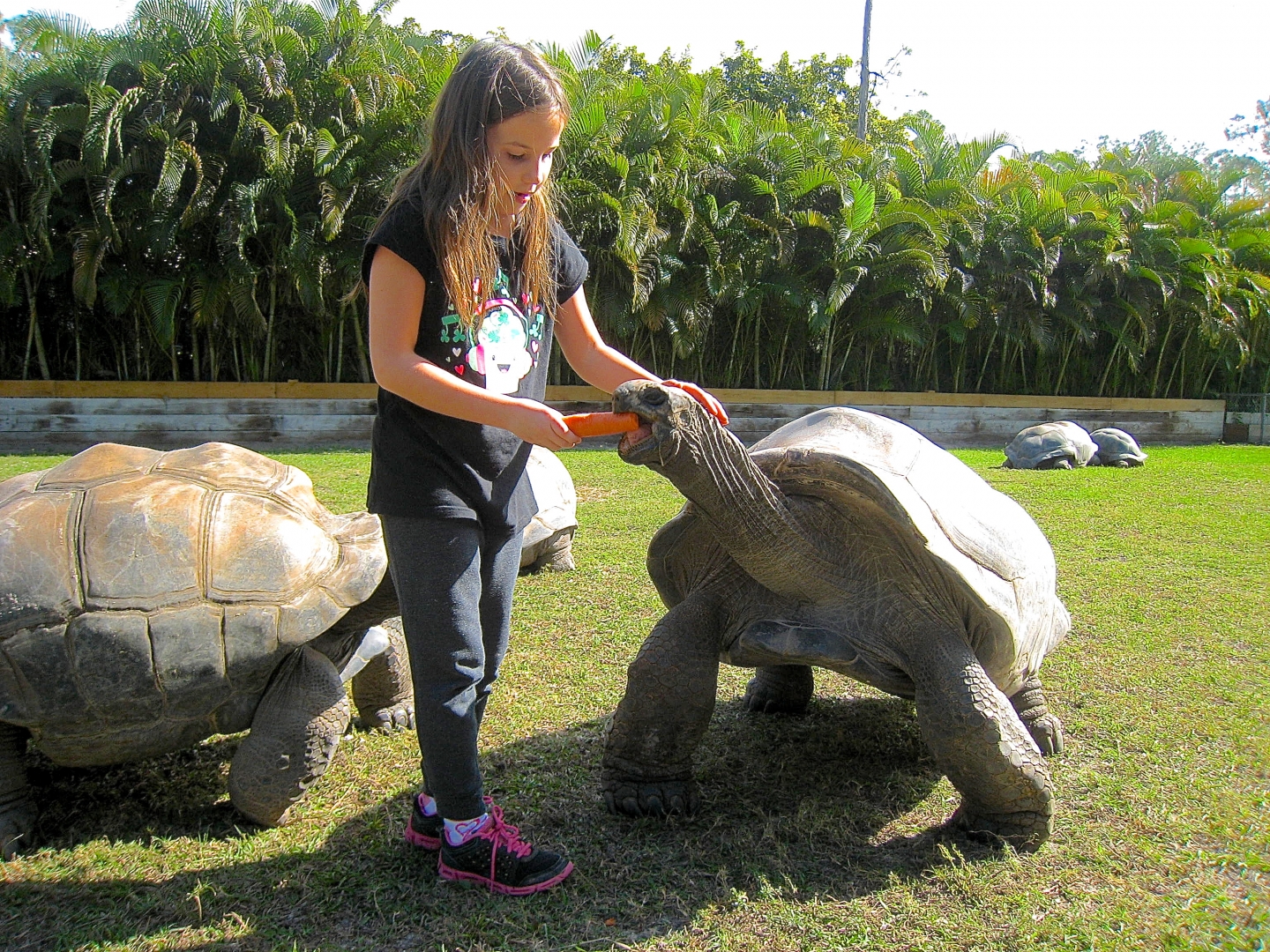 ALDABRA BREEDER