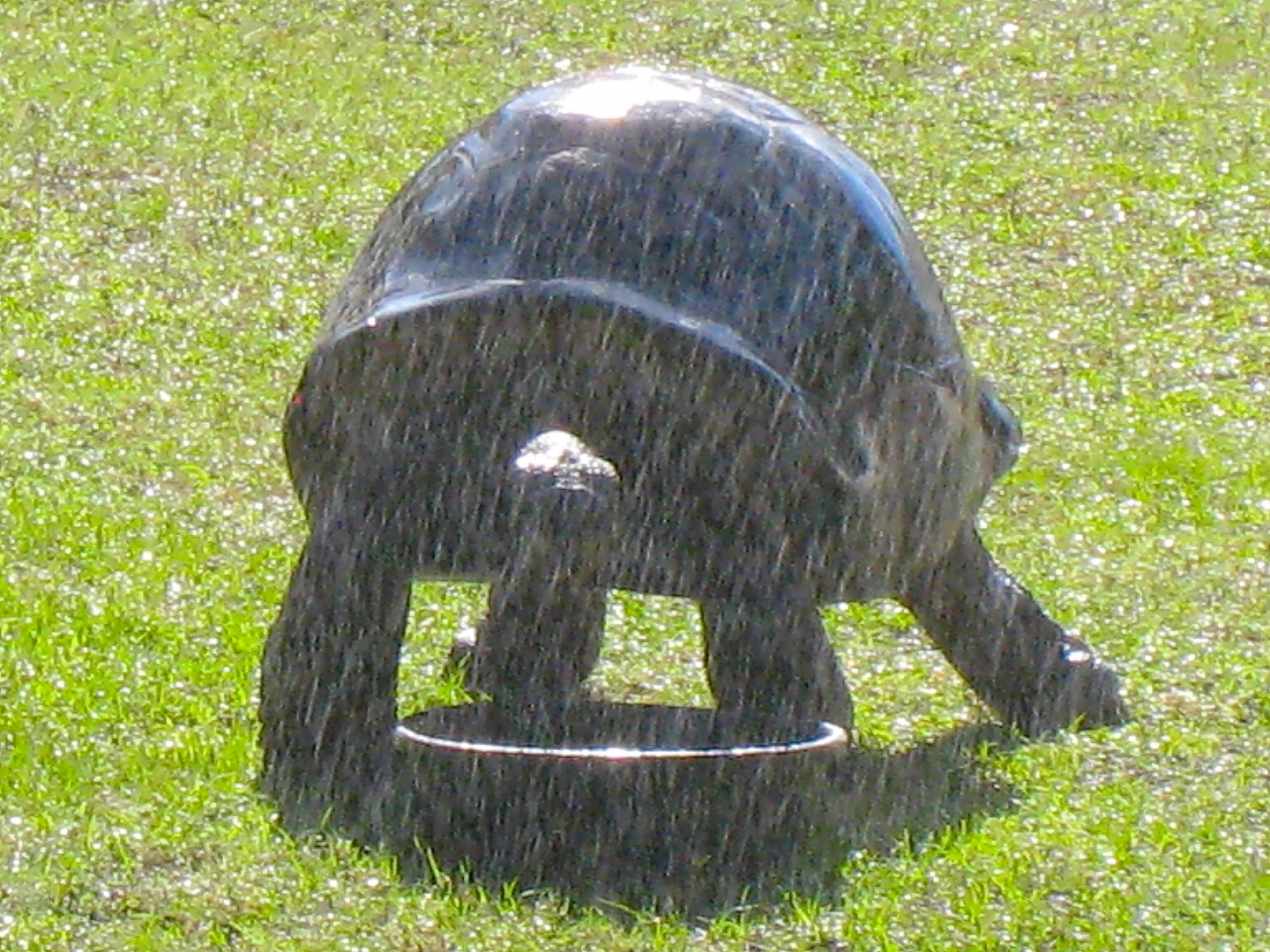 ALDABRA BREEDER