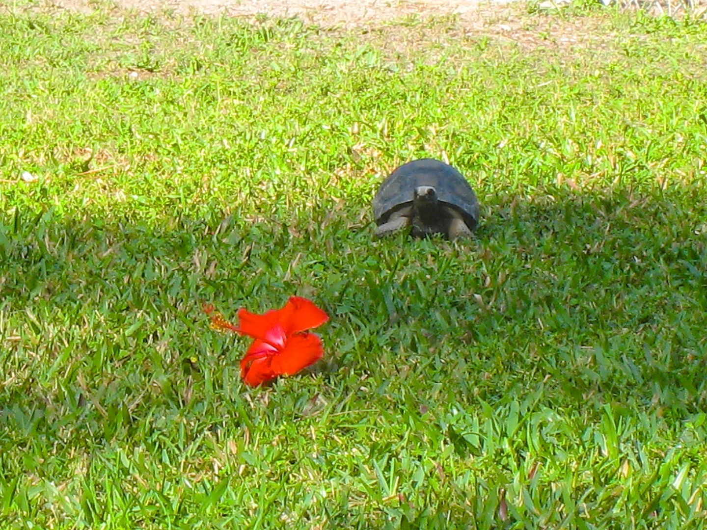 ALDABRA BREEDER