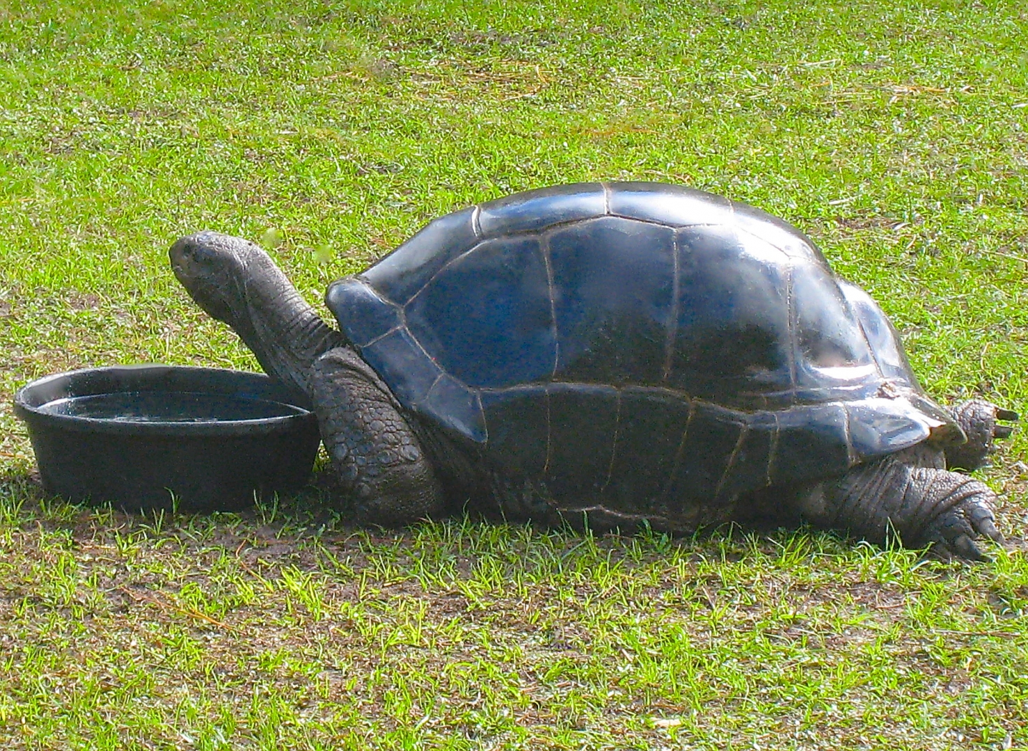 ALDABRA BREEDER