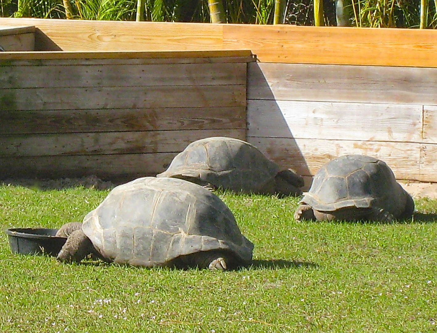 ALDABRA BREEDER