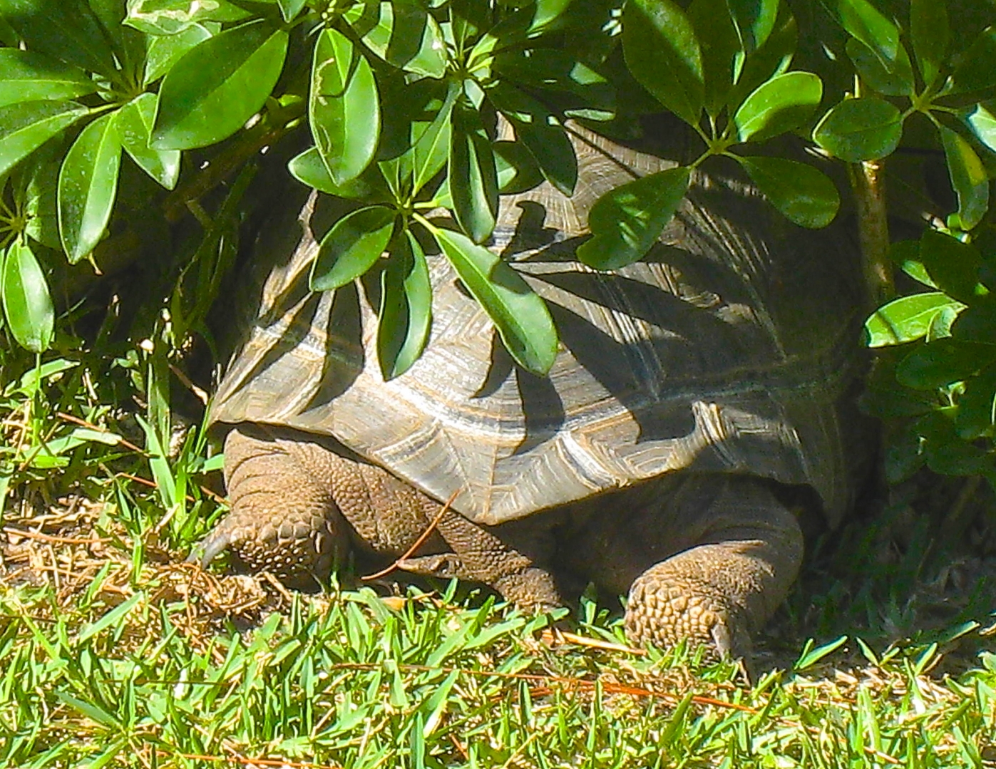 ALDABRA BREEDER
