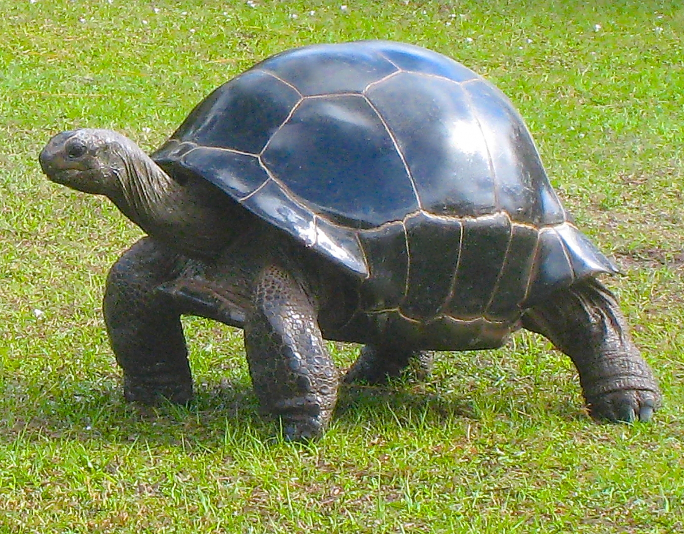 ALDABRA BREEDER