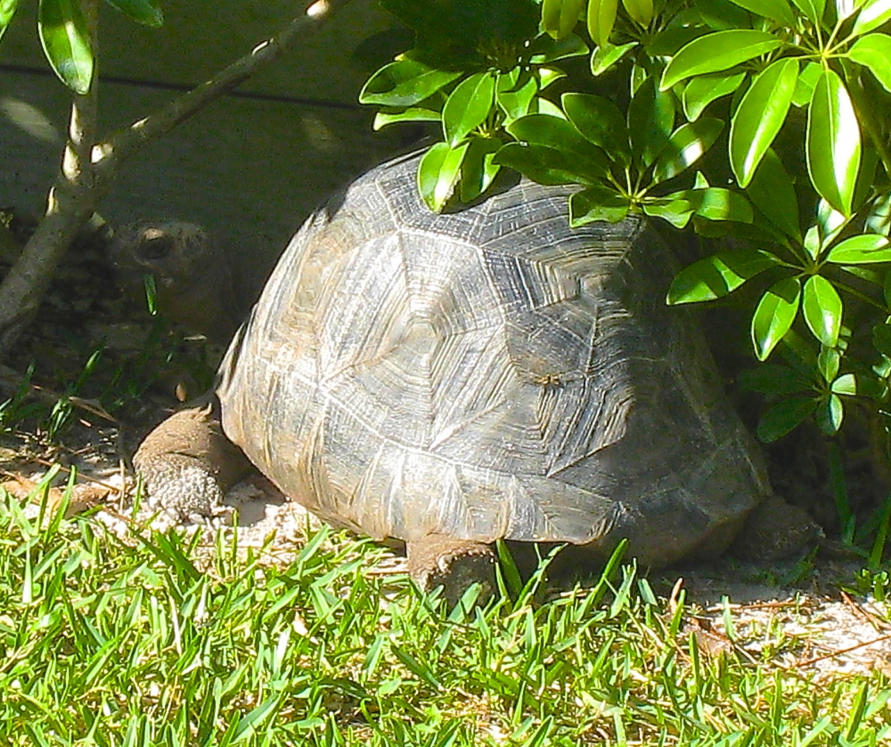 ALDABRA BREEDER