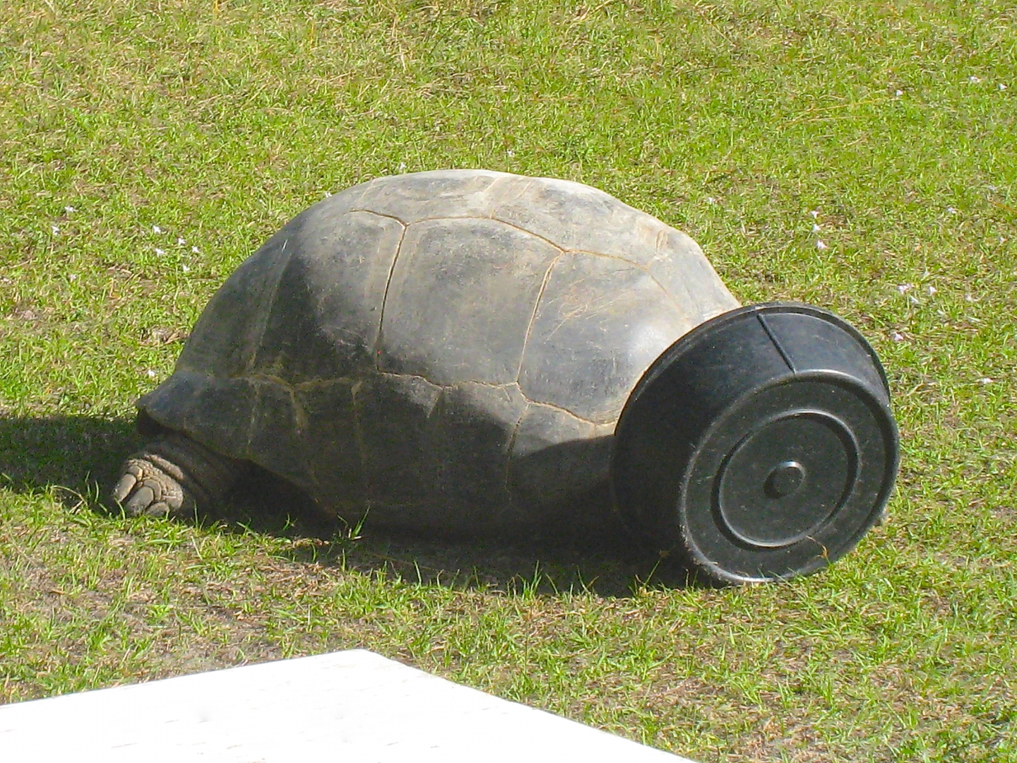 ALDABRA BREEDER