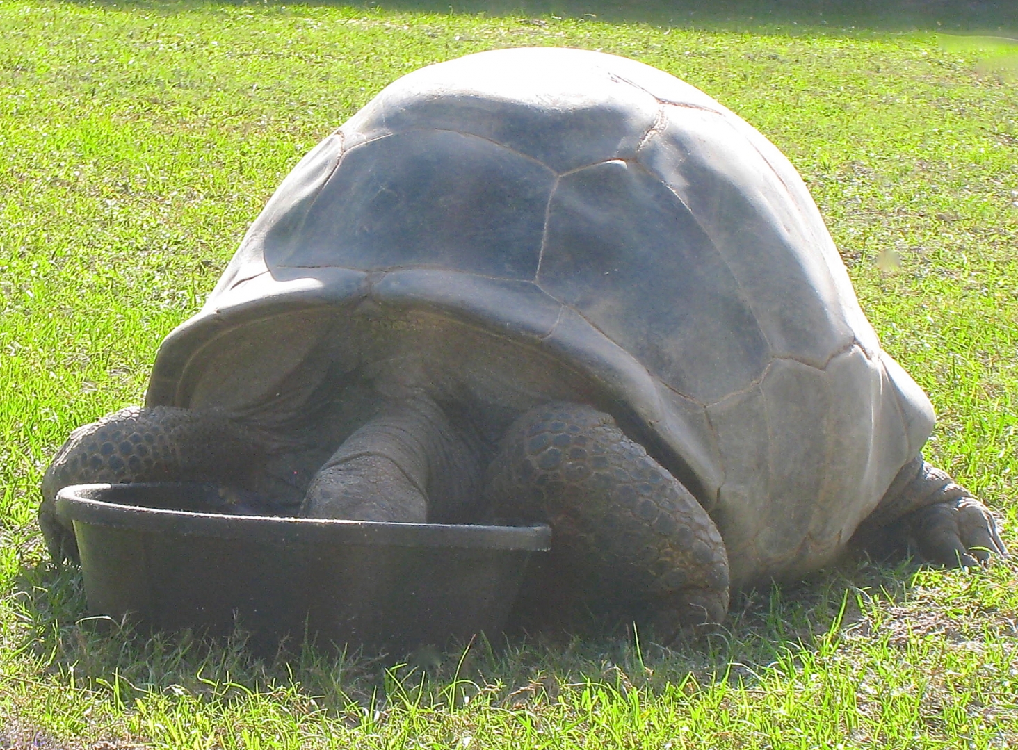 ALDABRA BREEDER