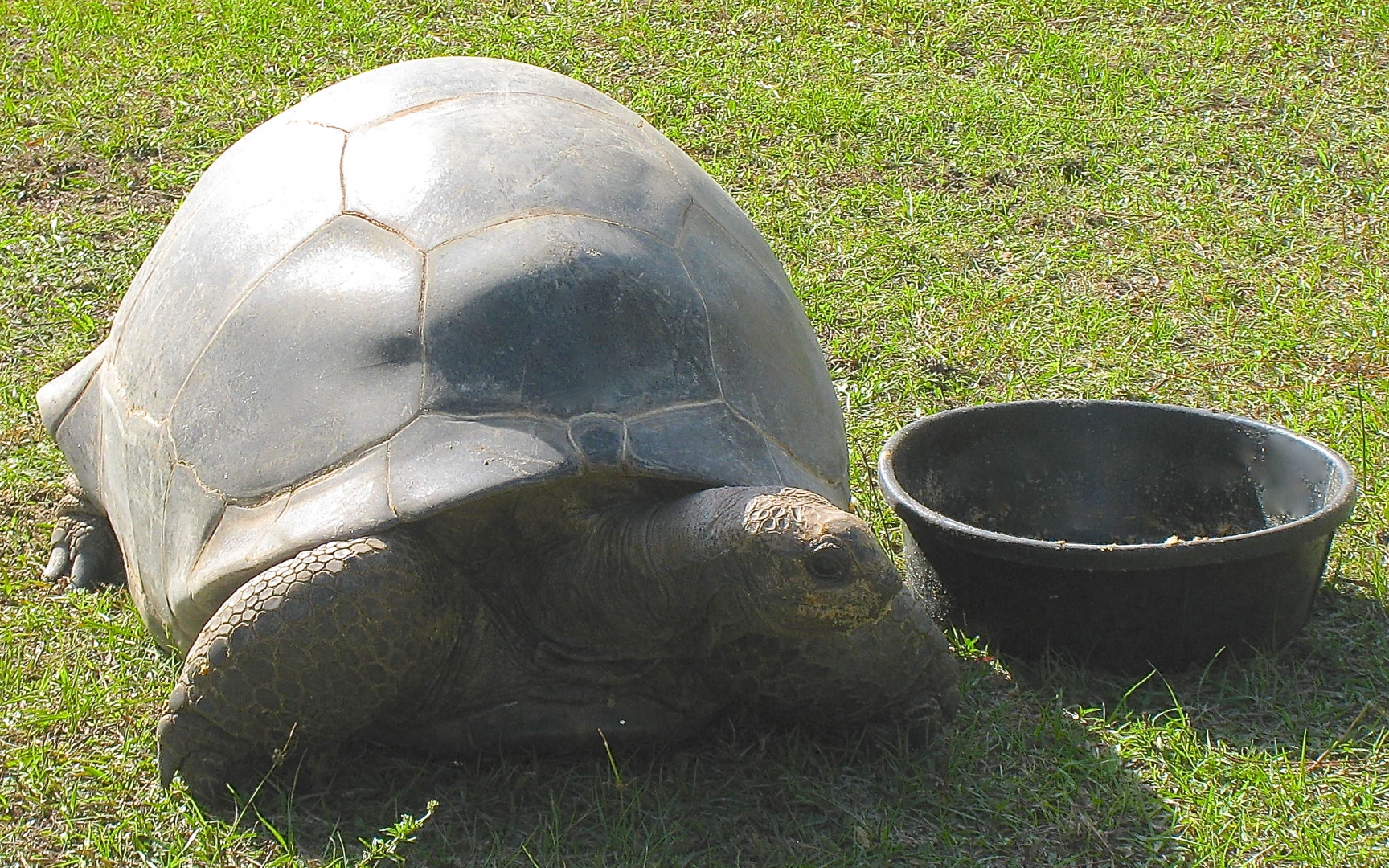 ALDABRA BREEDER