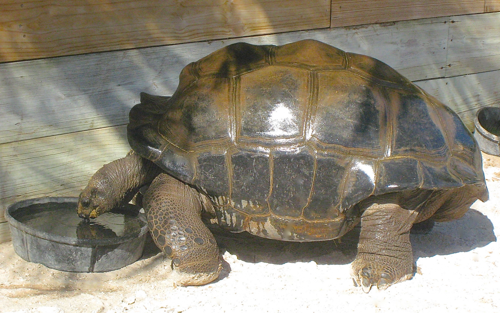 ALDABRA BREEDER