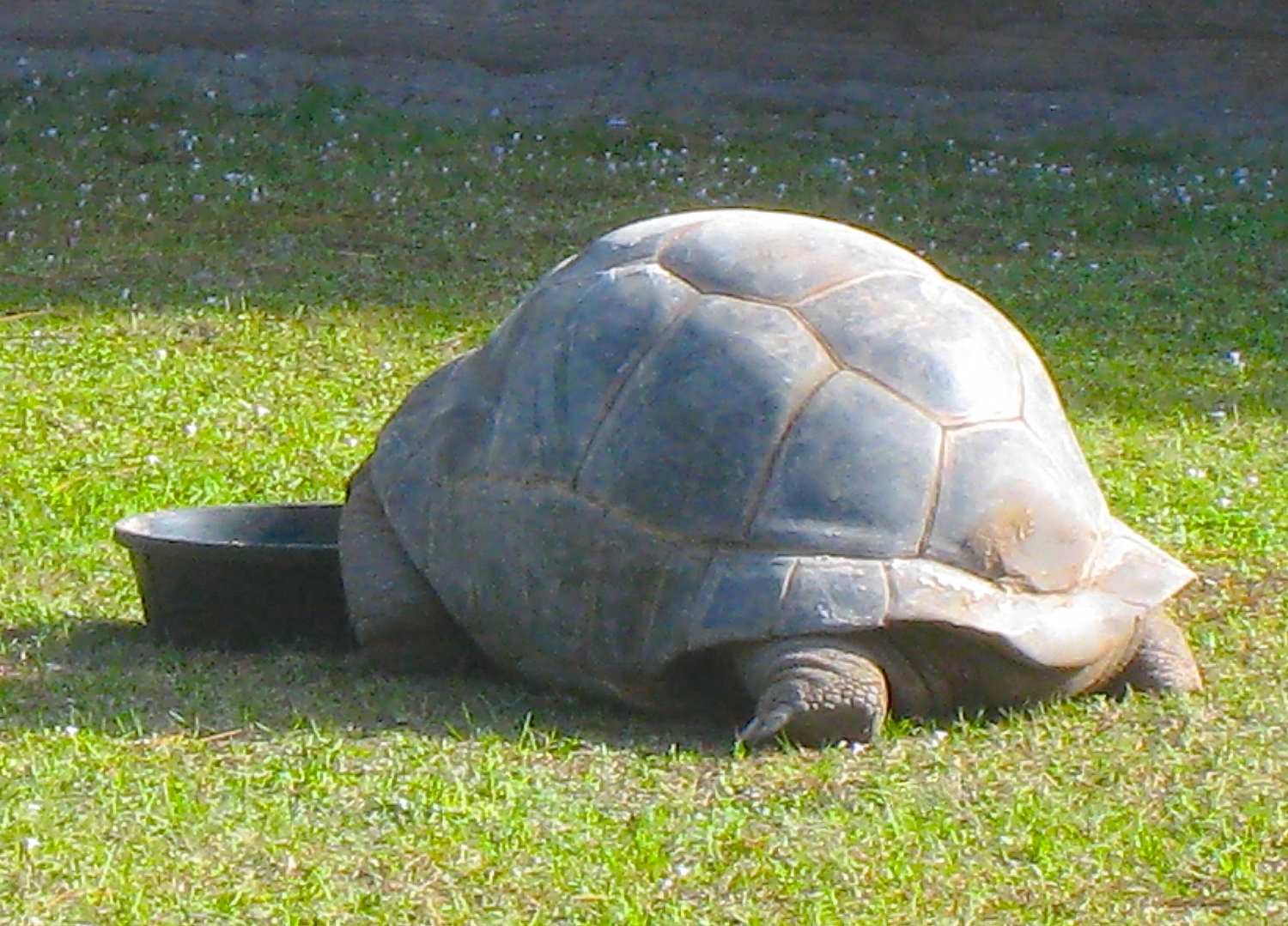 ALDABRA BREEDER
