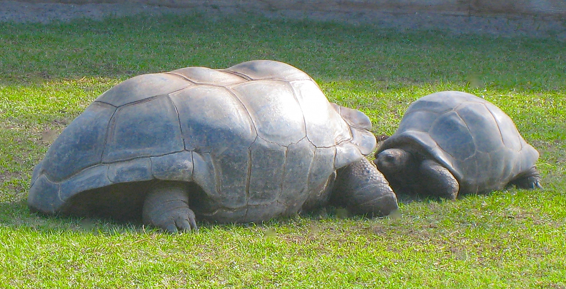 ALDABRA BREEDER