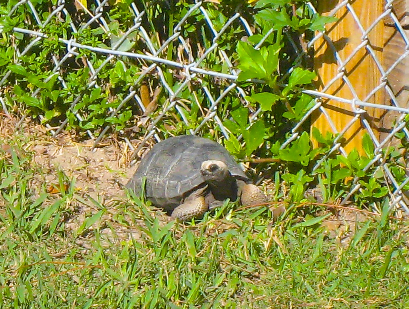 ALDABRA BREEDER