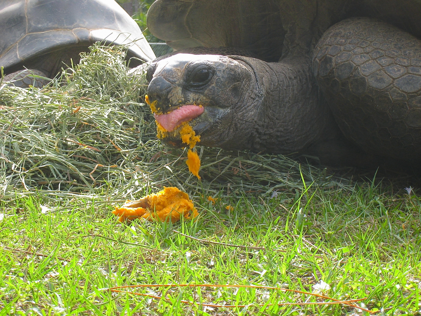 ALDABRA BREEDER