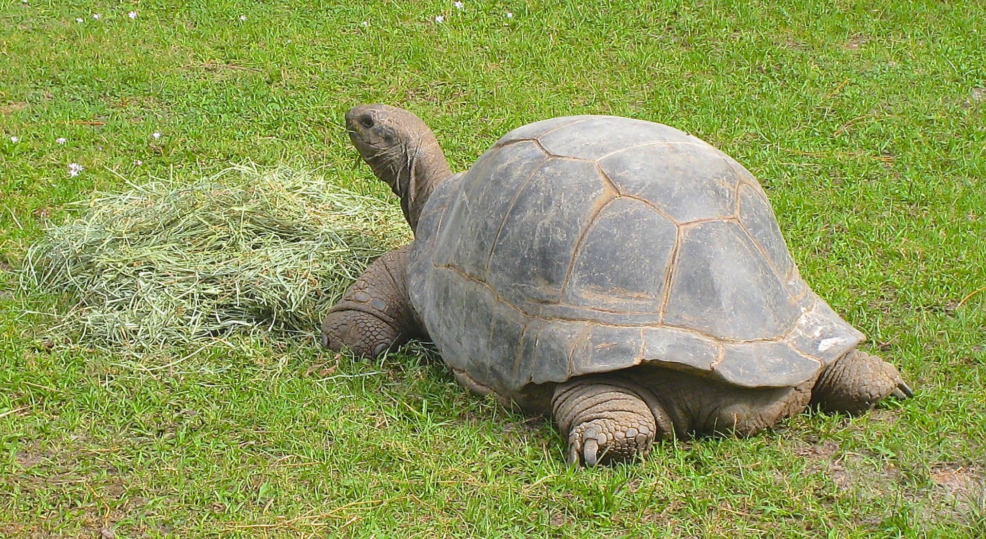 ALDABRA BREEDER
