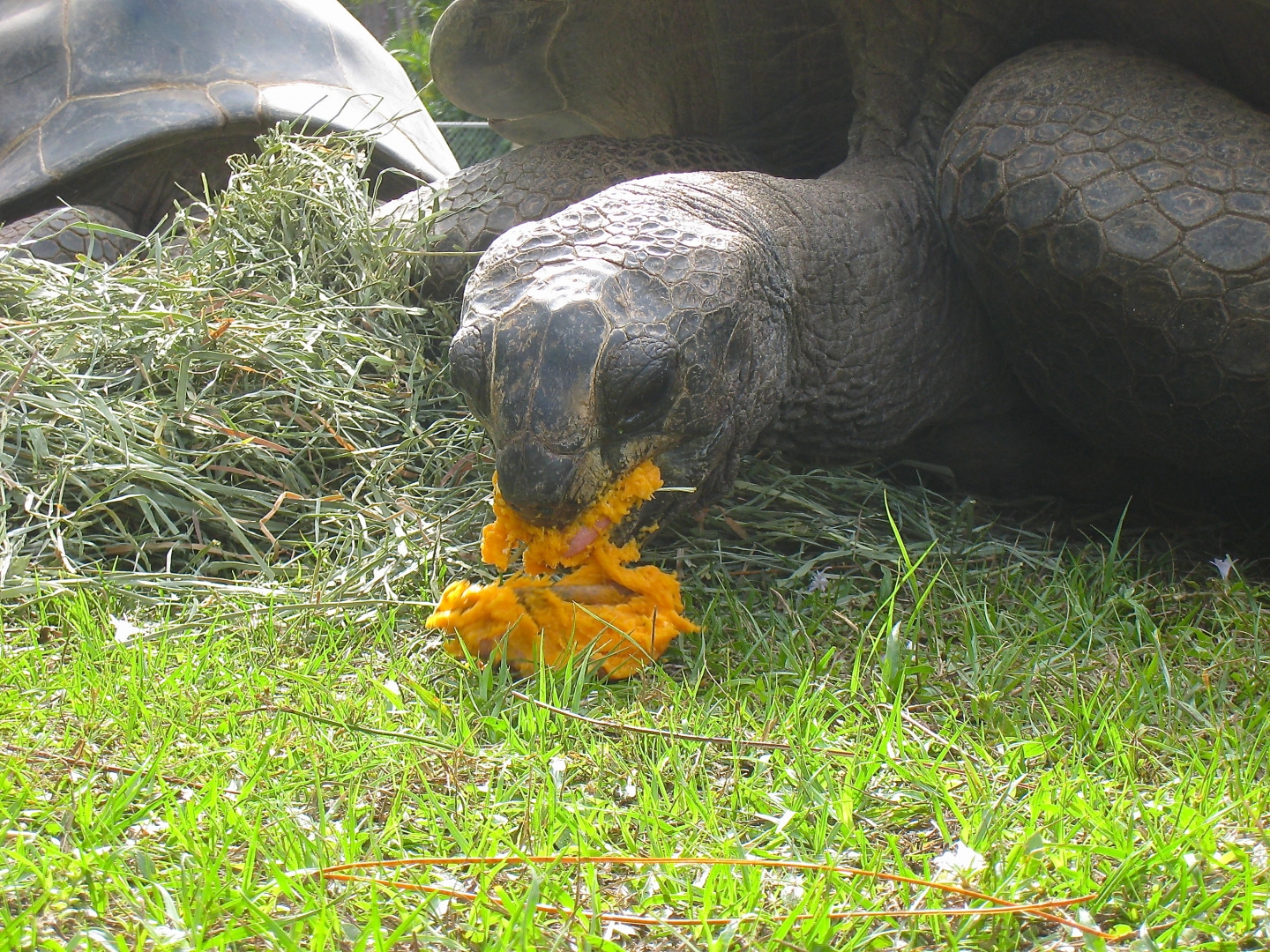 ALDABRA BREEDER
