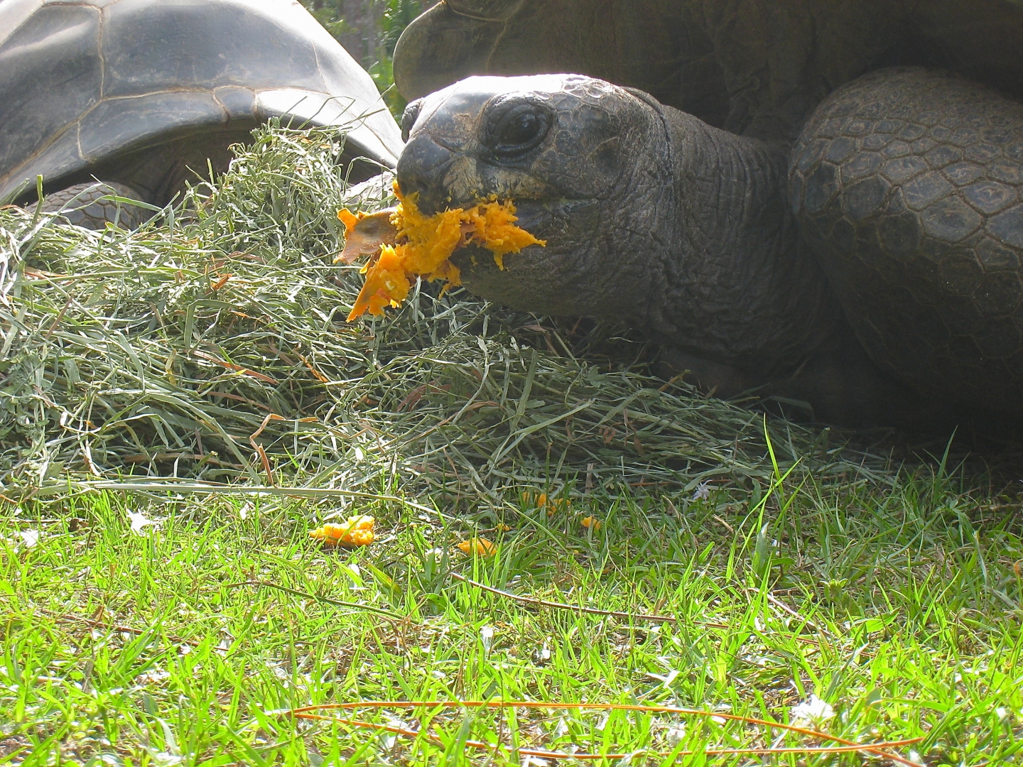 ALDABRA BREEDER