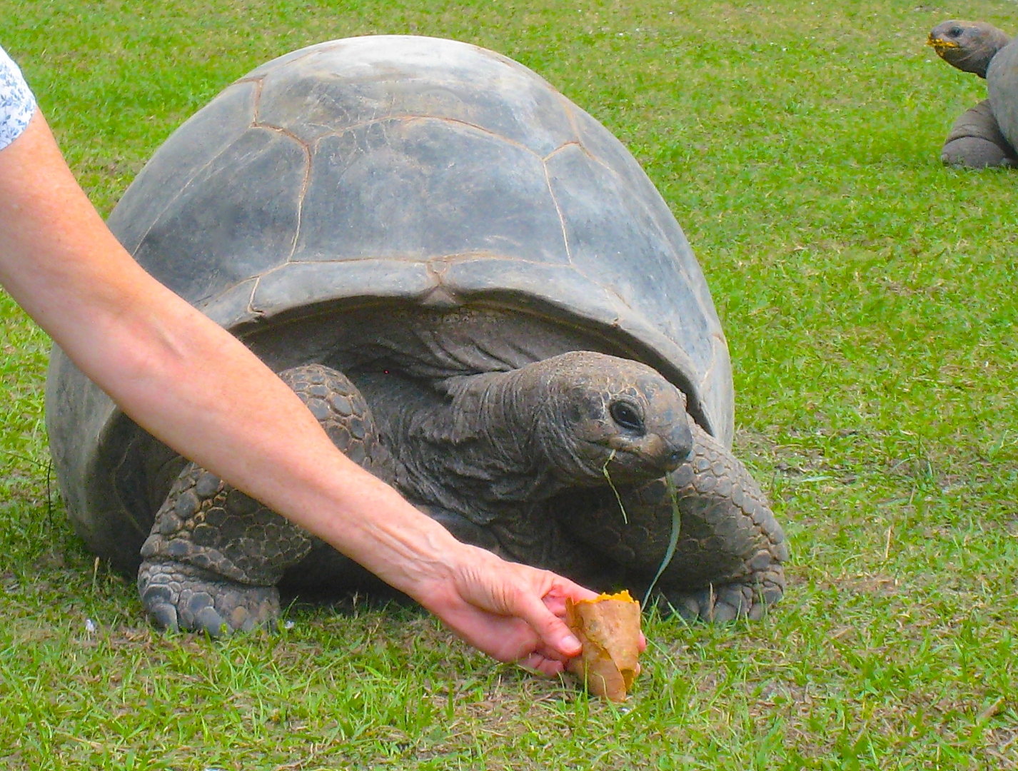 ALDABRA BREEDER