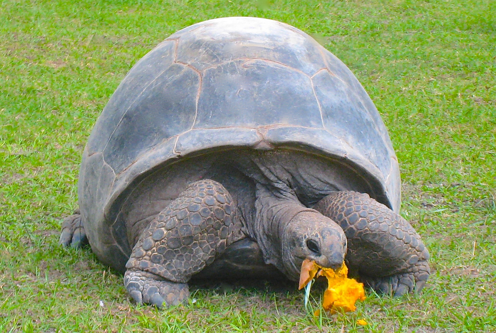 ALDABRA BREEDER