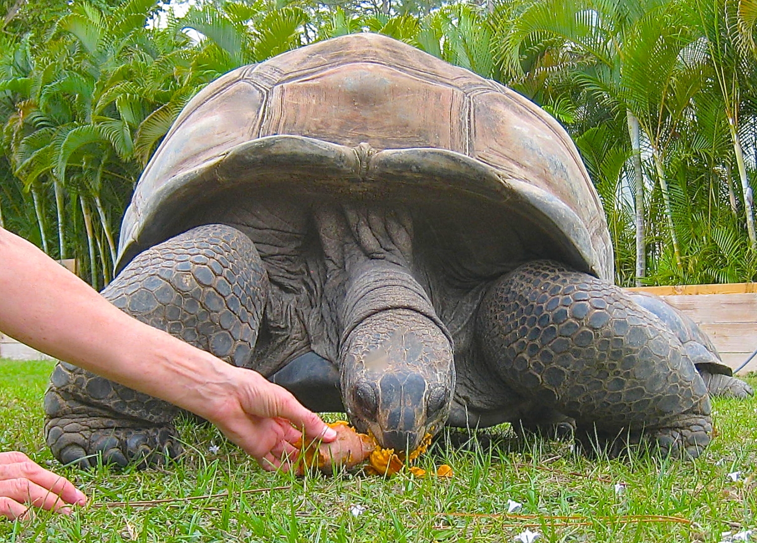 ALDABRA BREEDER