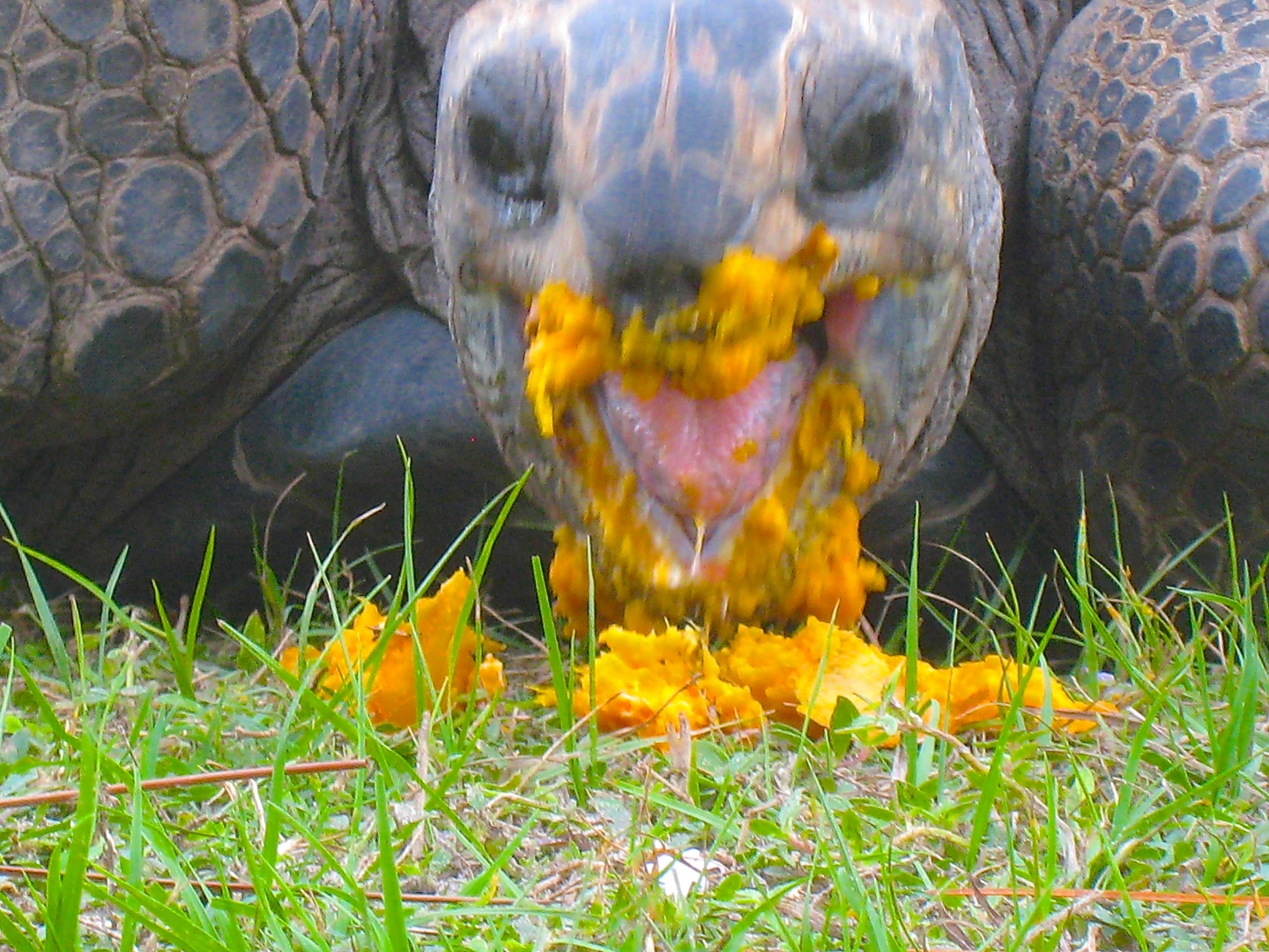 ALDABRA BREEDER