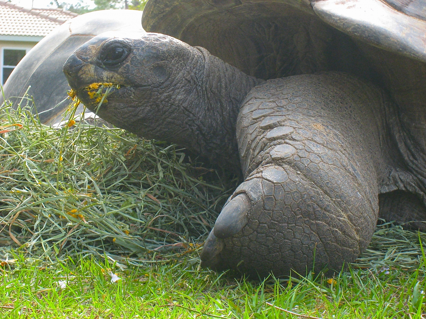 ALDABRA BREEDER