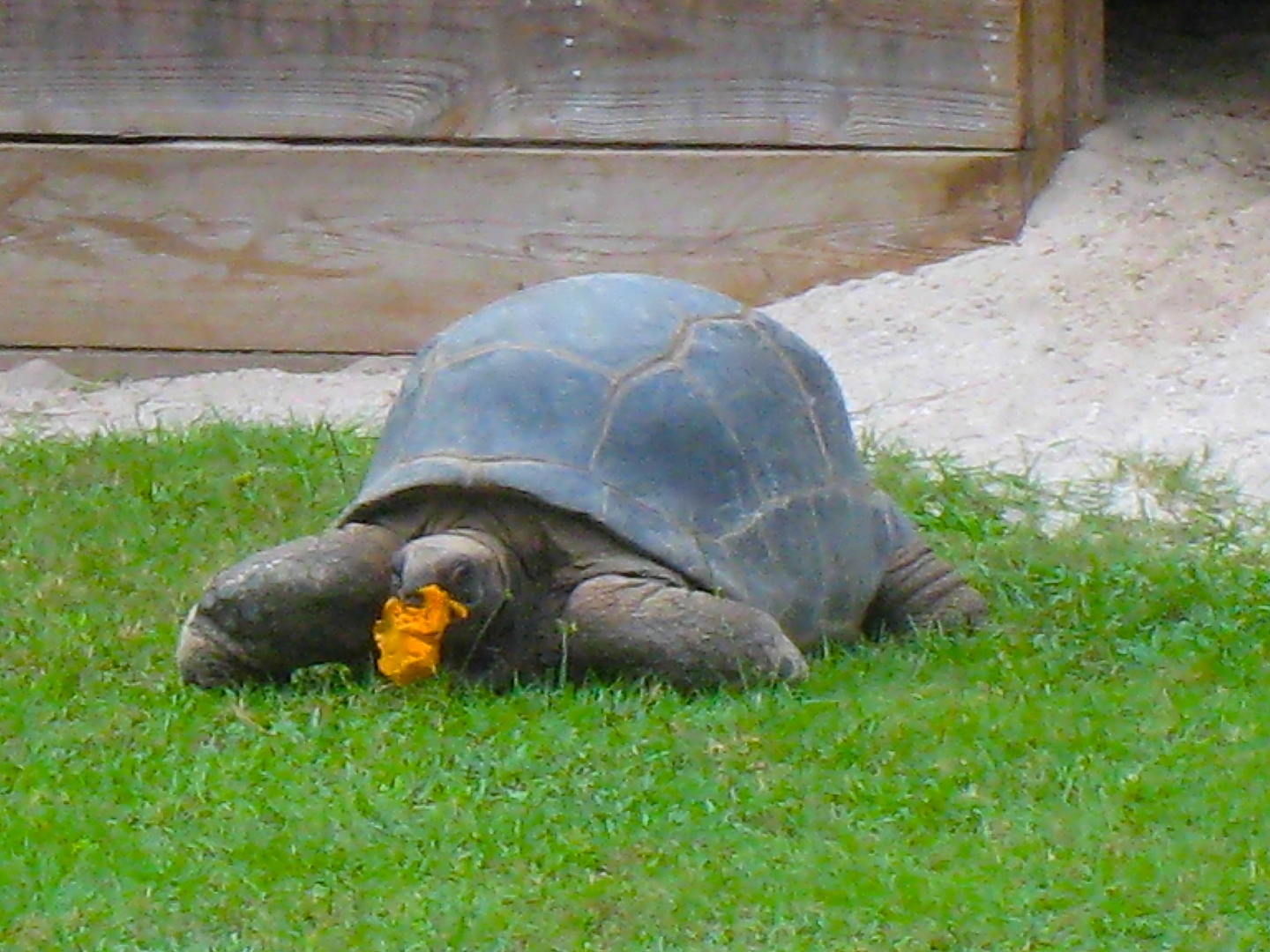 ALDABRA BREEDER