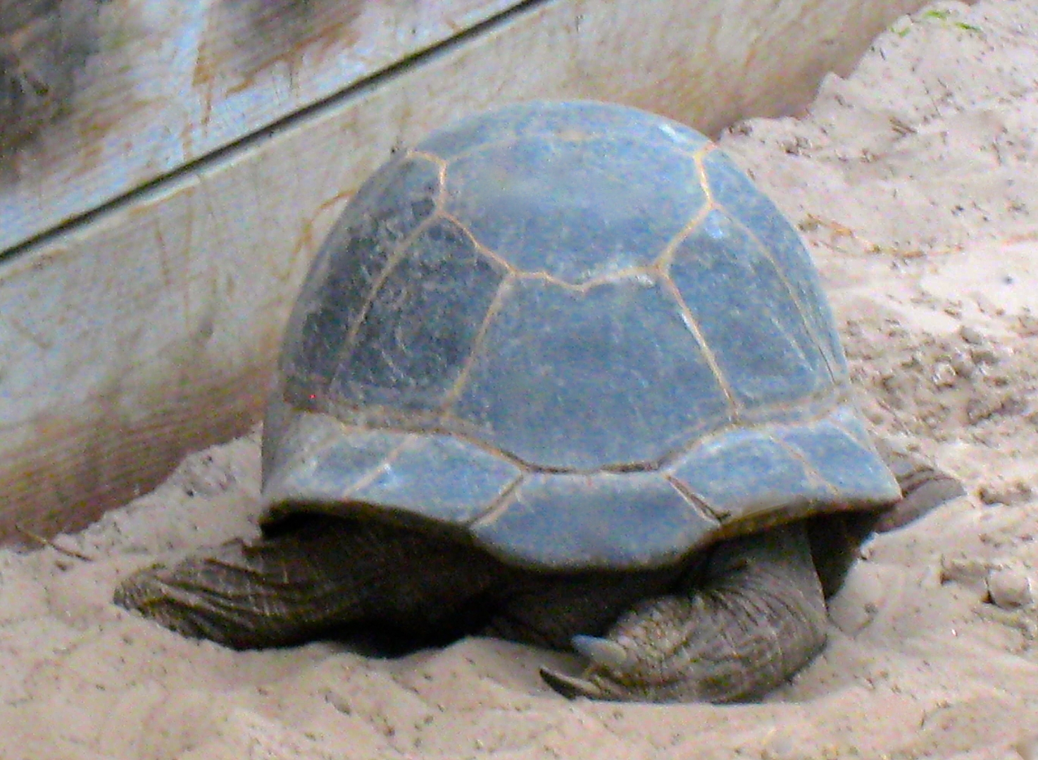 ALDABRA BREEDER