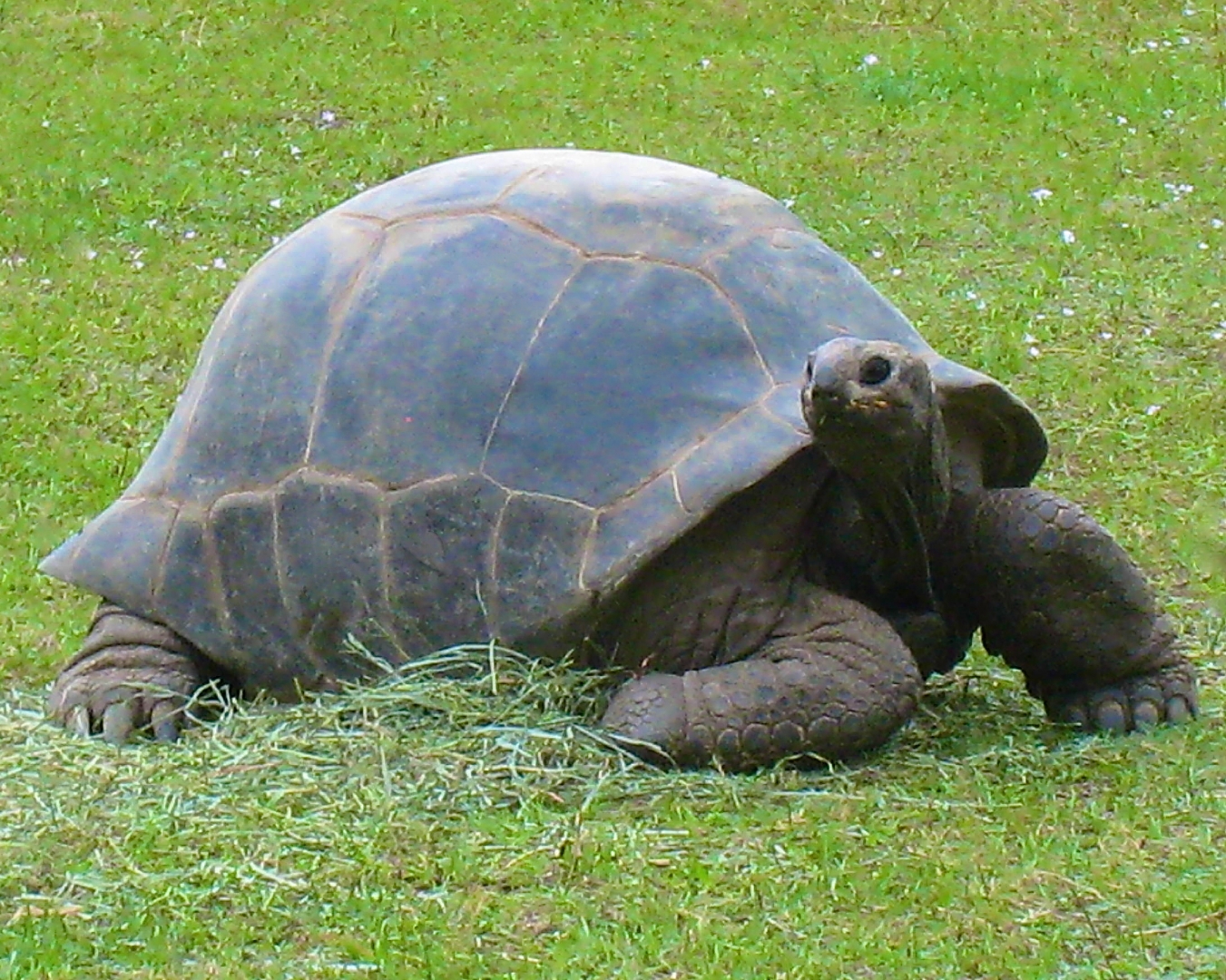 ALDABRA BREEDER