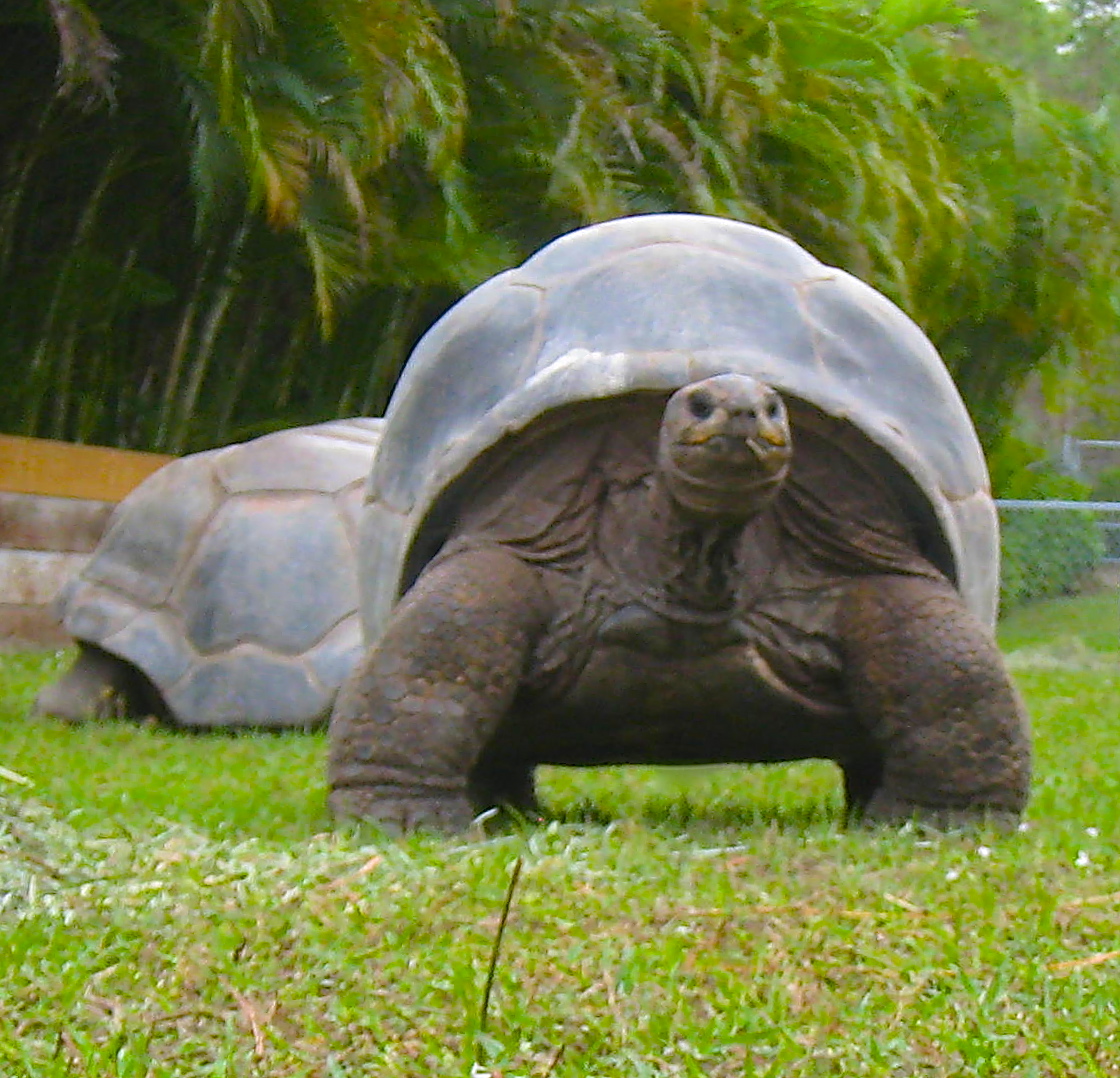 ALDABRA BREEDER